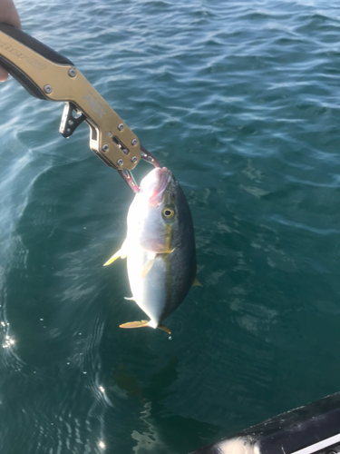 ワカシの釣果