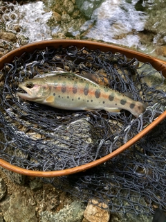 ヤマメの釣果