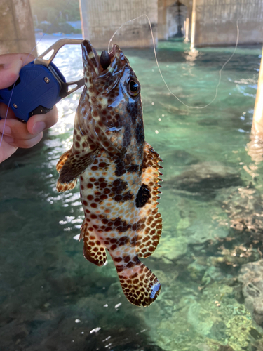 イシミーバイの釣果