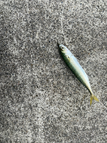 サバの釣果