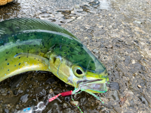 シイラの釣果