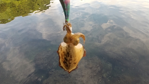 コウイカの釣果