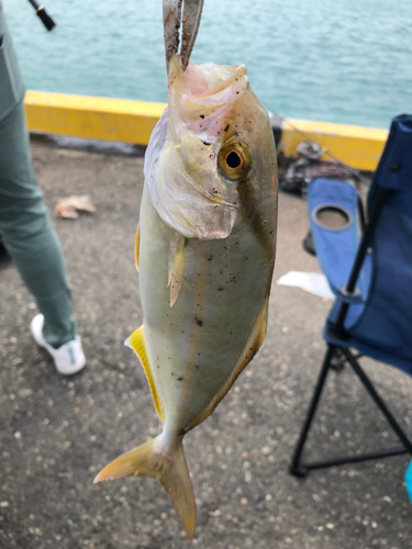 ショゴの釣果