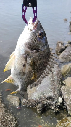 キビレの釣果