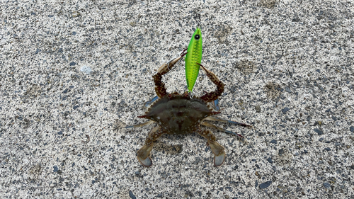 カニの釣果