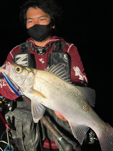 ヒラスズキの釣果