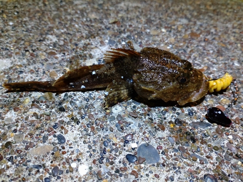 カジカの釣果