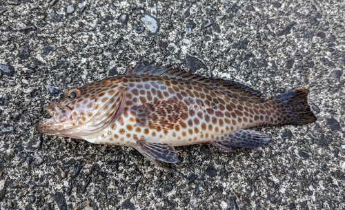 オオモンハタの釣果