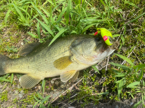 ブラックバスの釣果