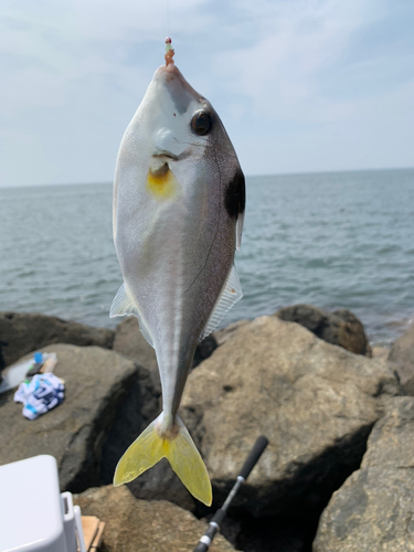 ギマの釣果