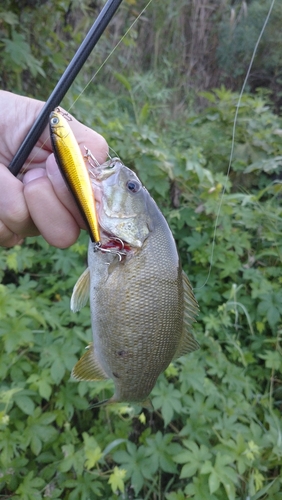 スモールマウスバスの釣果