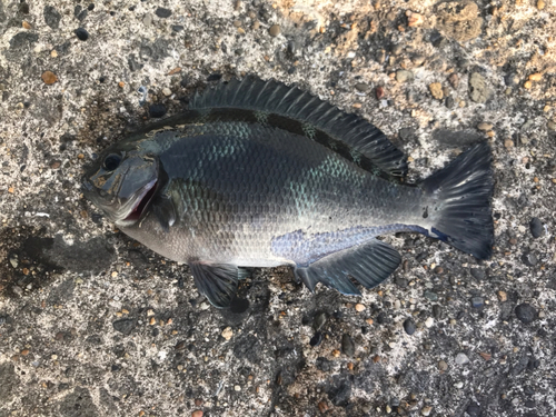 メジナの釣果