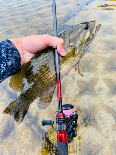 スモールマウスバスの釣果