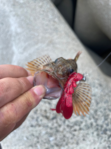 アラカブの釣果