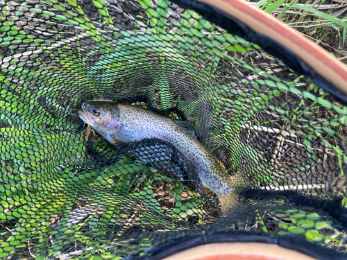 ニジマスの釣果