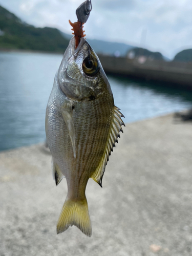 キビレの釣果