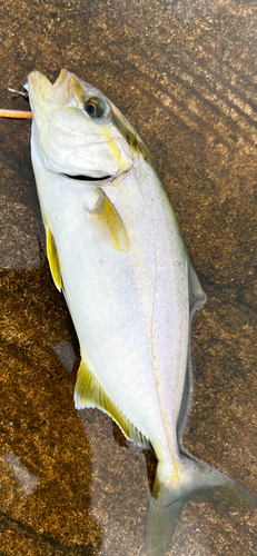 シオの釣果