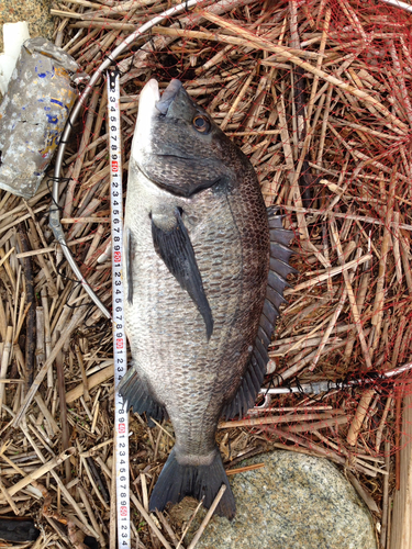 チヌの釣果