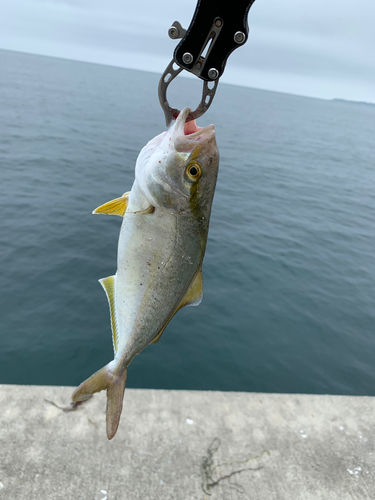 ショゴの釣果