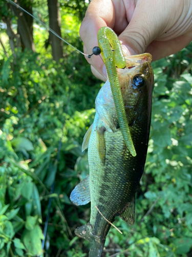 ラージマウスバスの釣果