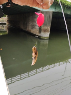 ハゼの釣果