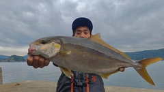 カンパチの釣果