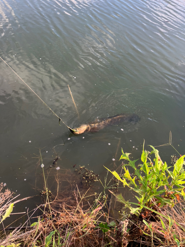 ライギョの釣果