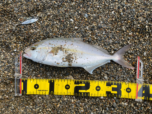 ショゴの釣果