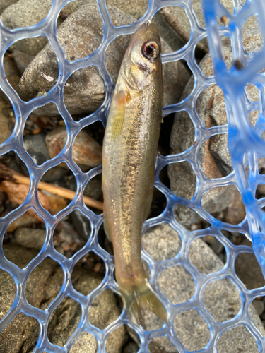 アブラハヤの釣果