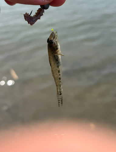 ハゼの釣果