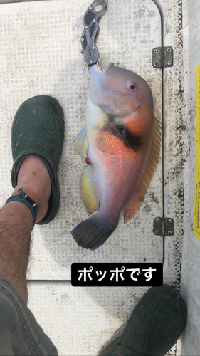 イラの釣果