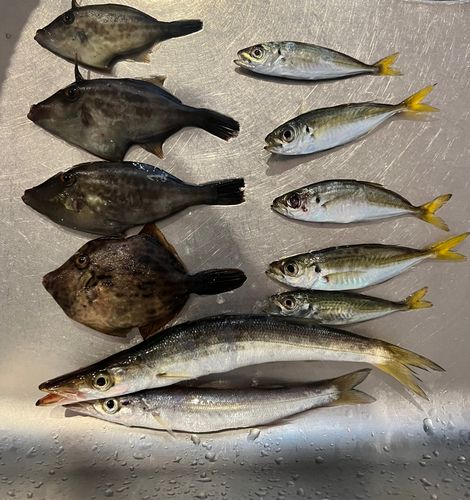 カマスの釣果