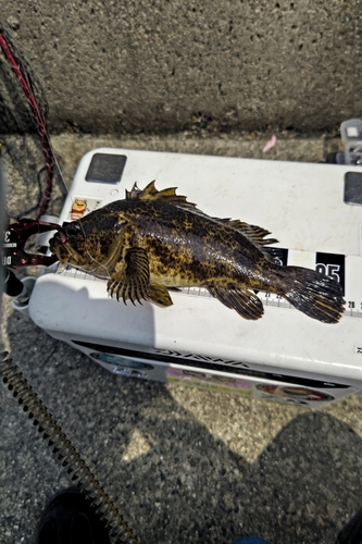 タケノコメバルの釣果