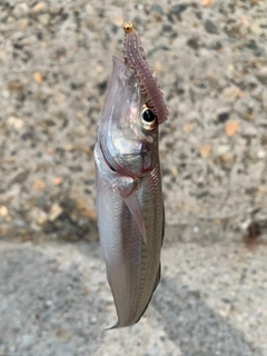 シロギスの釣果