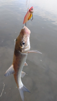 ニゴイの釣果