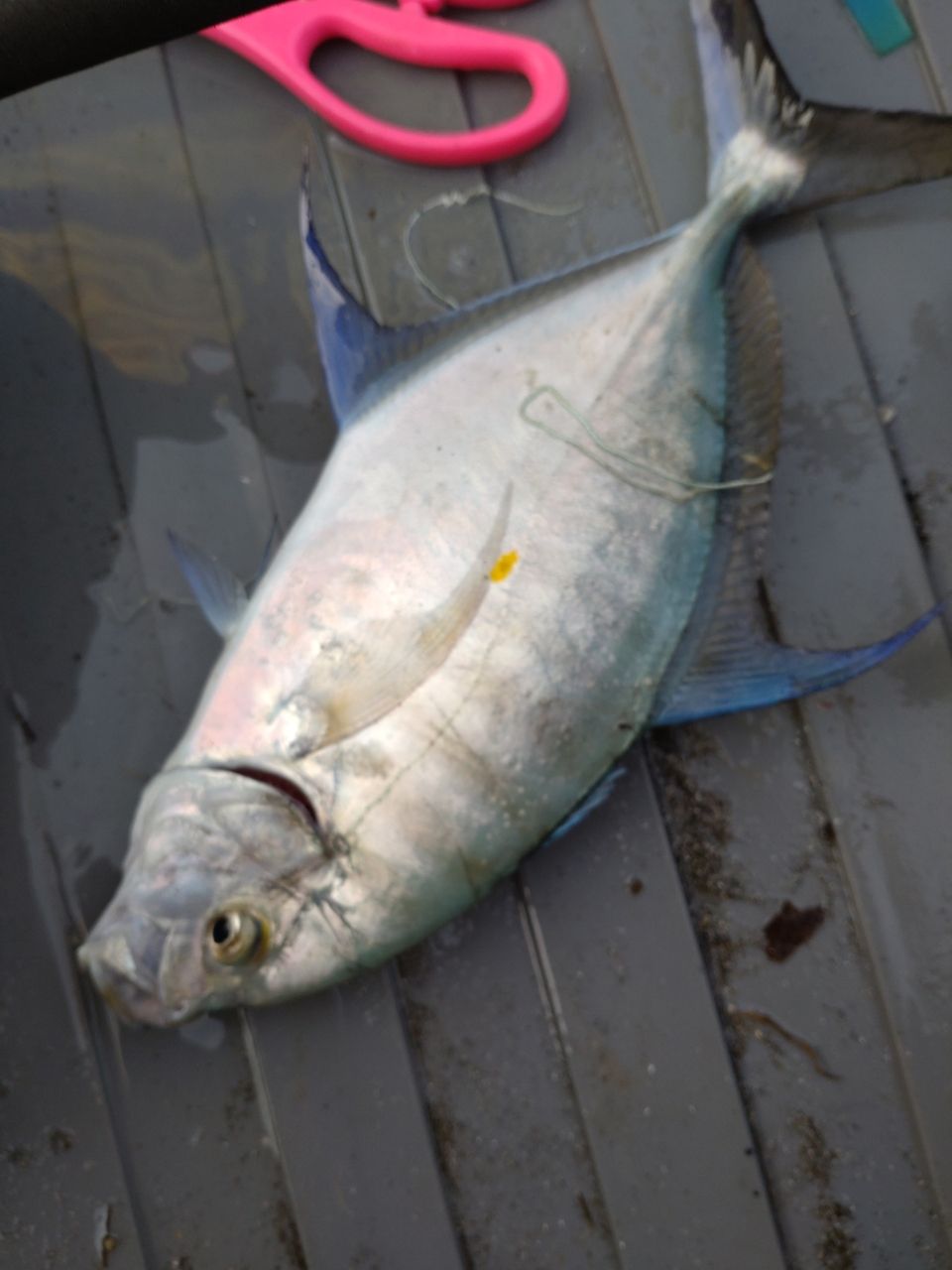 ナンヨウカイワリ