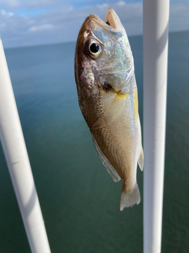 シロギスの釣果