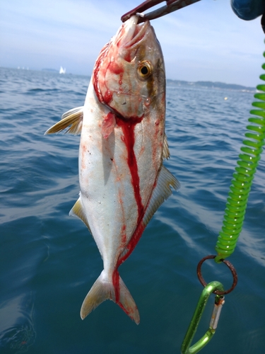 ショゴの釣果