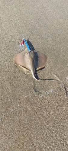 アカエイの釣果