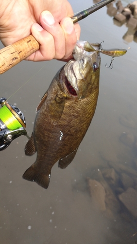 スモールマウスバスの釣果