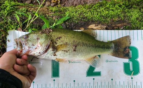 ラージマウスバスの釣果