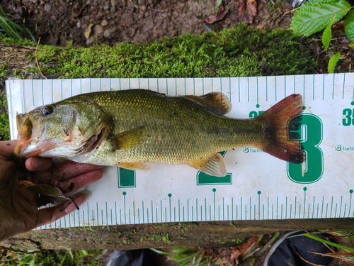 ラージマウスバスの釣果