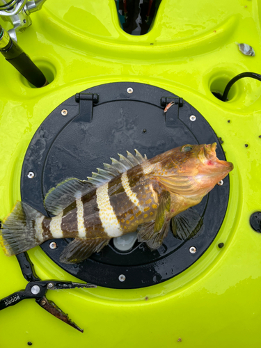 アオハタの釣果