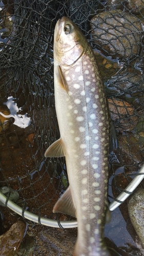 アメマスの釣果