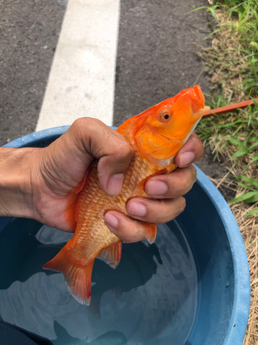 コイの釣果