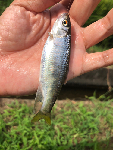 オイカワの釣果