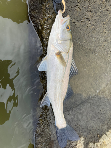 セイゴ（マルスズキ）の釣果