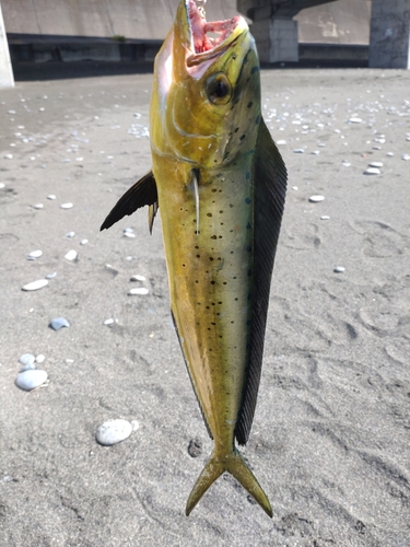 シイラの釣果