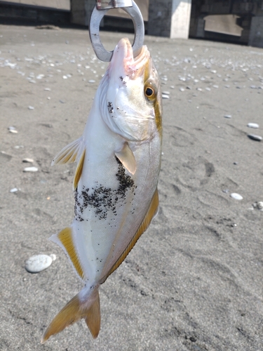 ショゴの釣果