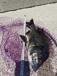 クロダイの釣果